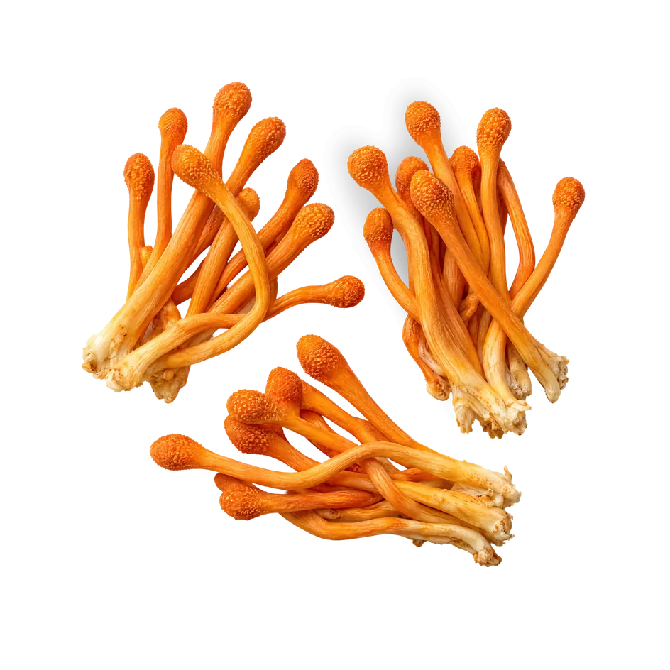 Corps fructifères orange de Cordyceps sur fond bleu